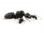 Preview: Camponotus japonicus